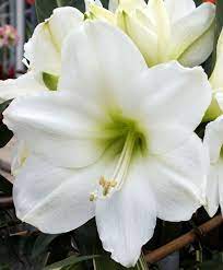 Amaryllis White Peacock Dansk Logstr 26 28 Cm Hojde 50 Cm Farve Hvid Arstid Efterar Vinter Potteplante Egner Sig Ikke Potteplante Planter Farver