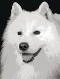 American Eskimo Dog Black And White Stunning Samoyed Dog Pop Art Painting Paint By Number Kit Dog Pop Art Dog Pop Pop Art Painting