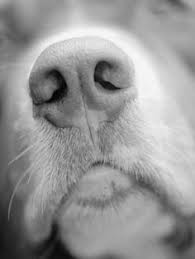 Heavily illustrated lessons show you how to draw animals of all shapes and sizes: 17 Draw Animal Noses Ideas Animal Noses Animal Drawings Dog Nose