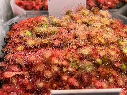 Image result for Drosera dielsiana