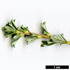 Image result for Polystachya tridentata