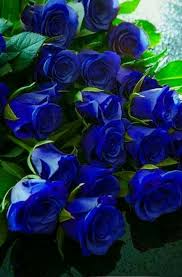 Pin By Zehra On Queen Rose Beautiful Rose Flowers Beautiful Flowers Flower Wallpaper