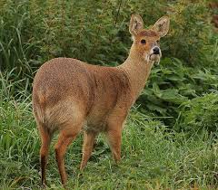 Chinese Water Deer Water Deer Rare Animals Animals Beautiful