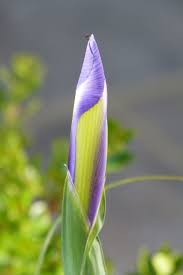 Free Image On Pixabay Iris Bud Nature Garden Nature Garden Nature Garden