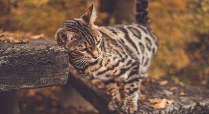 katzen die wenig haaren katzen die keine haare verlieren
