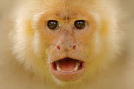Close-up Detail of Monkey Face. White-headed Capuchin, Black Monkey Sitting 