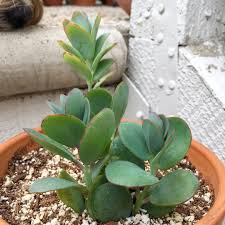Pin On Kalanchoe