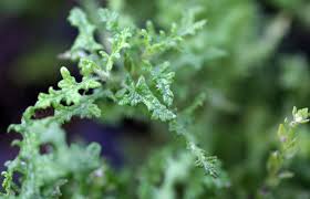 Image result for Salvia stenophylla