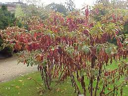 Maybe you would like to learn more about one of these? Pokeweed Description Uses Facts Britannica