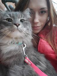 Lost Cat Tyson in Bucks and Montgomery County, PA