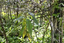 Image result for Coptosperma