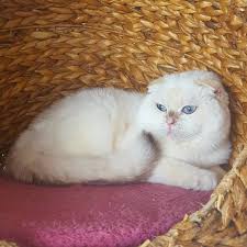 Uygun Sartlarla 8 Aylik Erkek Aktif Koku Birakmiyor Benim Torunum Annesi Babasi Bizim Kedimiz Ve Kendisi Bizim Ellerimize Dogdu Cats Animals