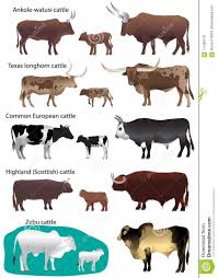 Photo About Collection Of Different Species Of Cattle Common European Texas Longhorn Highland Scottish Watusi Ank Animals Miniature Cow Breeds Farm Animals