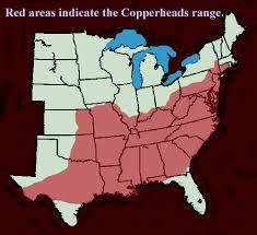 The osage copperhead is similar to those of the northern subspecies but the crossbands are often edged in white (conant and collins 1998). Copperhead Species