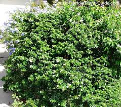 Image result for Carissa