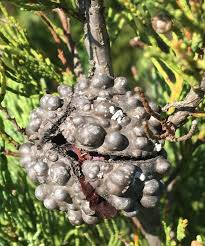 Image result for Callitris