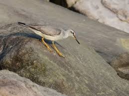 Image result for Trachypogon chevalieri