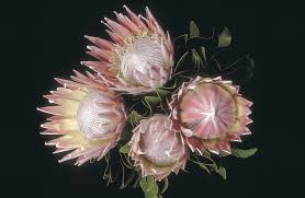 Growing Proteas Agriculture And Food