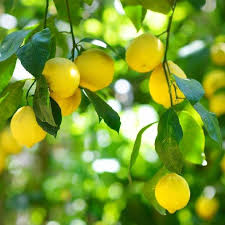 Citrus and other fruit trees for sale. High Quality Citrus Trees For Sale Mcgill Citrus Nursery