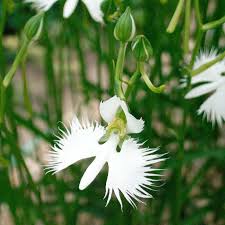Image result for Habenaria leucotricha