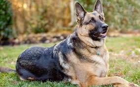 I founded this 'strong bred line' in 1987. Alsatian Vs German Shepherd Dogs Differences And Feature Comparison