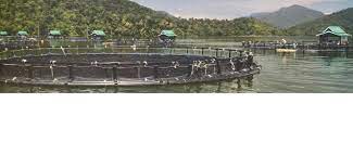 See trapia malaysia sdn bhd's products and customers. Trapia Traceable Tilapia Sustainable Aquaculture Farming And Fish Processing Company Linkedin