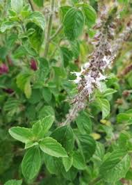 Image result for Ocimum angustifolium