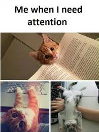 Me When I Need Attention Funny Boyfriend Memes Funny Relationship Memes Funny Relationship