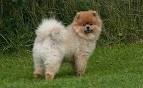 How Much Do Pomeranians Cost? - helloBARK!