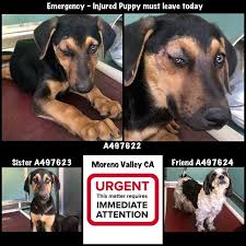 Emergency Must Leave Wednesday 7 3 19 Due To Injury Send Pull To Rescue Moval Org Came In Wtih A497623 Sister And A4 Moreno Valley Animal Shelter Moreno