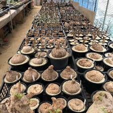 Image result for Brachystelma