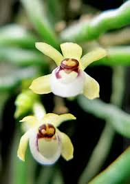 Image result for Taeniophyllum