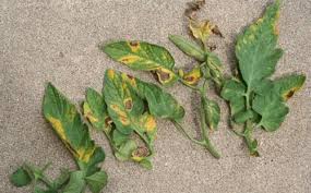 Image result for tomato seedling early blight