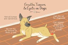 The swelling isn't painful, but it's important to take your dog to the vet as soon as possible. How To Treat Tumors Growths And Cysts In Dogs