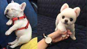 Baby Dogs Cute And Funny Dog Videos Compilation 6 Aww Animals Youtube Baby Dogs Dog Gifs Cute Puppies