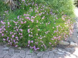 Image result for Chironia