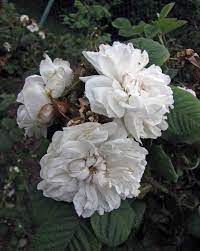 Autumn damask (pink) ancient / perpetual white moss: çŽ«ç'° Rosa Quatre Saisons Blanc Mousseux å¢¨çˆ¾æœ¬ Werribee Rose Garden Melbourne Heritage Rose Rose Flowers