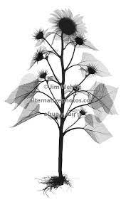 Xray Image Of Sunflower Xray Art Xray Flower Xray Flowers