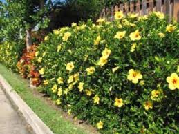 Cara memperbanyak tanaman hias episcia | how to multiply episcia ornamental plants. Aneka Tanaman Merambat Berbunga Yang Indah Bibit Online
