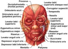 Facial Muscles Esthetician Education Face In 2019