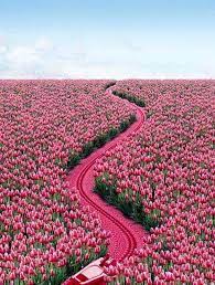 Audin Nathalie On Twitter Beautiful Flowers Pink Tulips Beautiful Nature