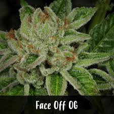 Face off og offers a heady high that is relaxing and calming at the same time. Face Off Og Clones For Sale California Mendo Bros