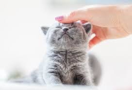 Image result for adorable cat