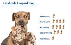 The catahoula leopard dog is a wild hunting dog that was first bred in the united states by mating red wolves with local dogs. The Catahoula Leopard Dog Everything You Need To Know At A Glance