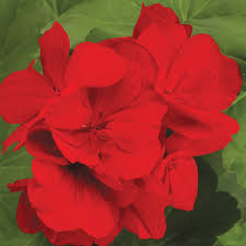 Image result for Pelargonium