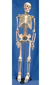 All of the choices are correct. Articulated 33 Plastic Skeleton