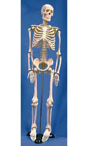 I also used the bones on my spirit stick and they are just pretty cool all around and could be used for all kinds of creepy things you need bones for. Kits Models