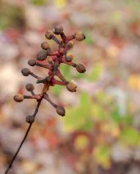 Image result for Pouchetia baumanniana