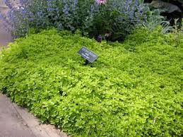 Maybe you would like to learn more about one of these? Cover Your Ground With Plants Part 2 East Texas Gardening