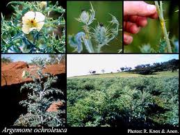 Image result for Argemone ochroleuca